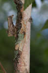 Paper birch